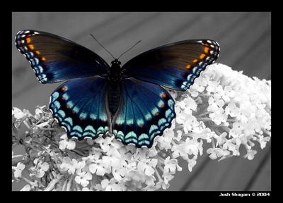 Papillon